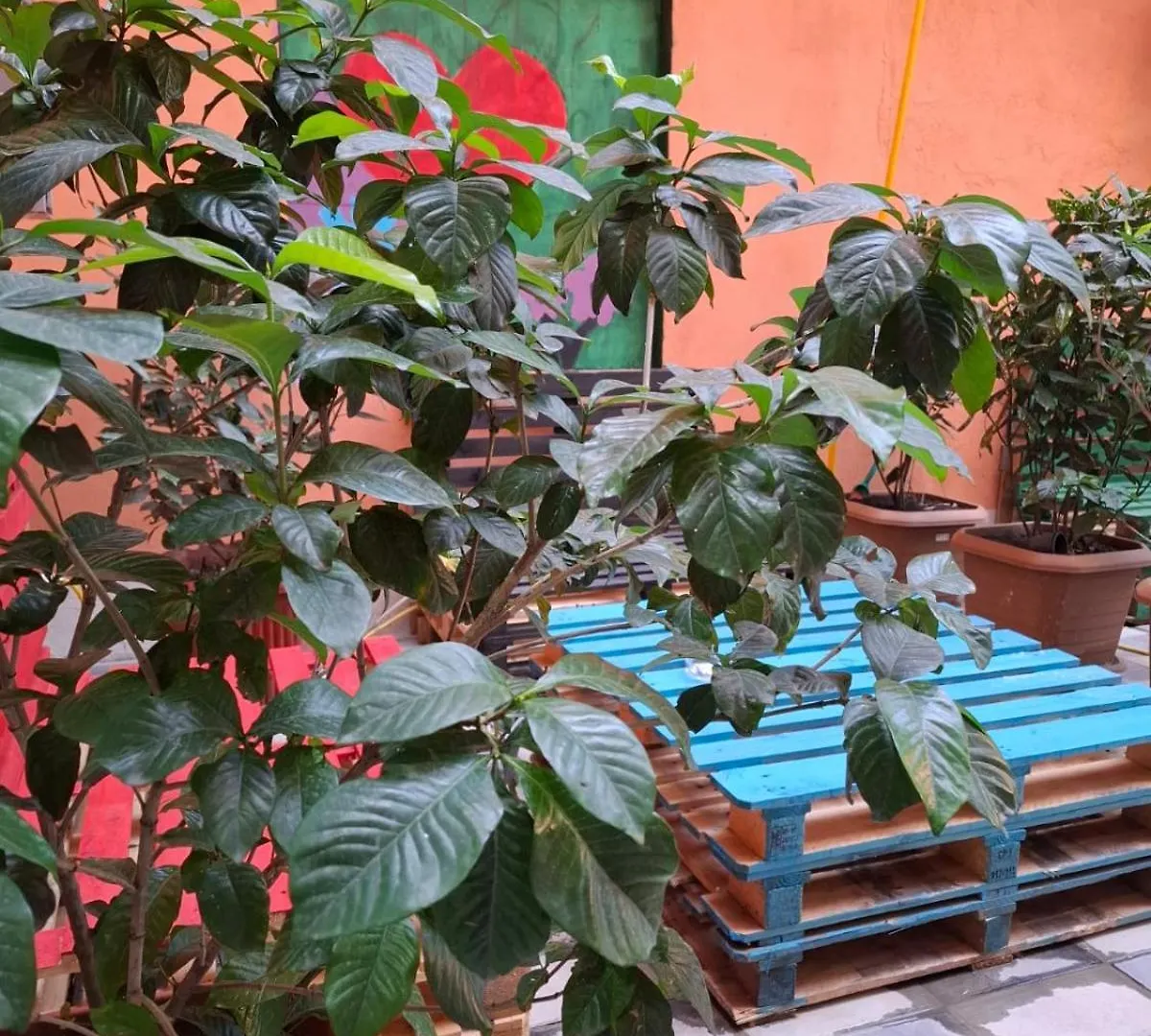 Marjani Terrace Rooms Τυφλίδα